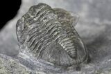 Detailed Gerastos Trilobite Fossil - Morocco #145764-4